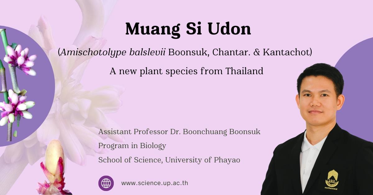 Muang Si Udon (Amischotolype balslevii Boonsuk, Chantar. & Kantachot): A new plant species from Thailand